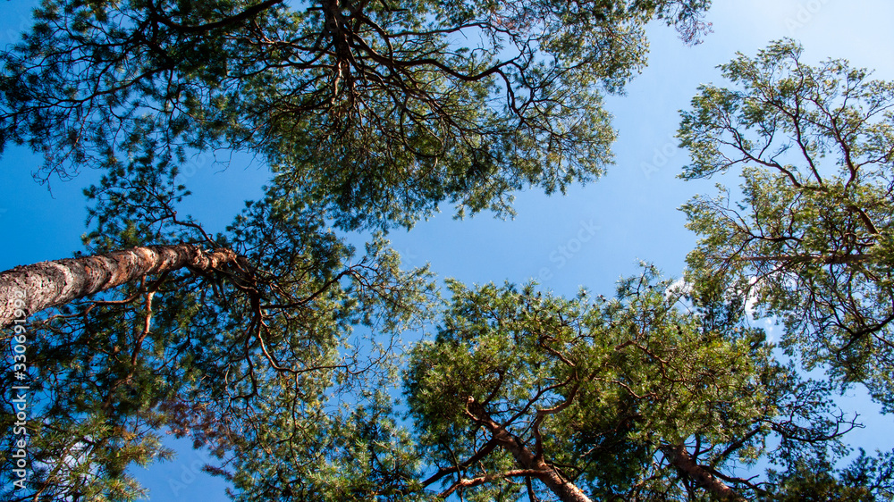 branches against blue sky