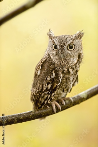 Eastern screech owl standing on a tree branch under the sunlight with a blurry background
