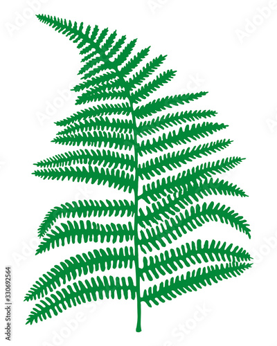 Green vector fern leaf. Hand painted realistic forest plant Polypodiopsida isolated on white background. Illustration for decoration, posters, cards, logo, invitations