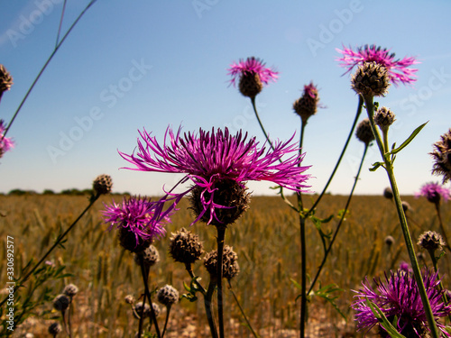 Summer flowers