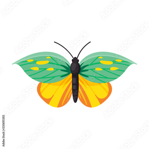 Butterfly vector icon.Cartoon vector icon isolated on white background butterfly .