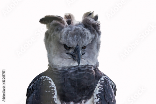 Isolated portrait of Harpy eagle (Harpia harpyja) proudly looking forward