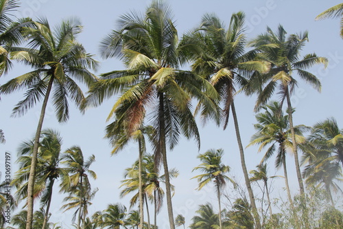 Palm Trees after Heavy Rain