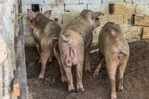 Three little pigs standing backwards wagging their tail