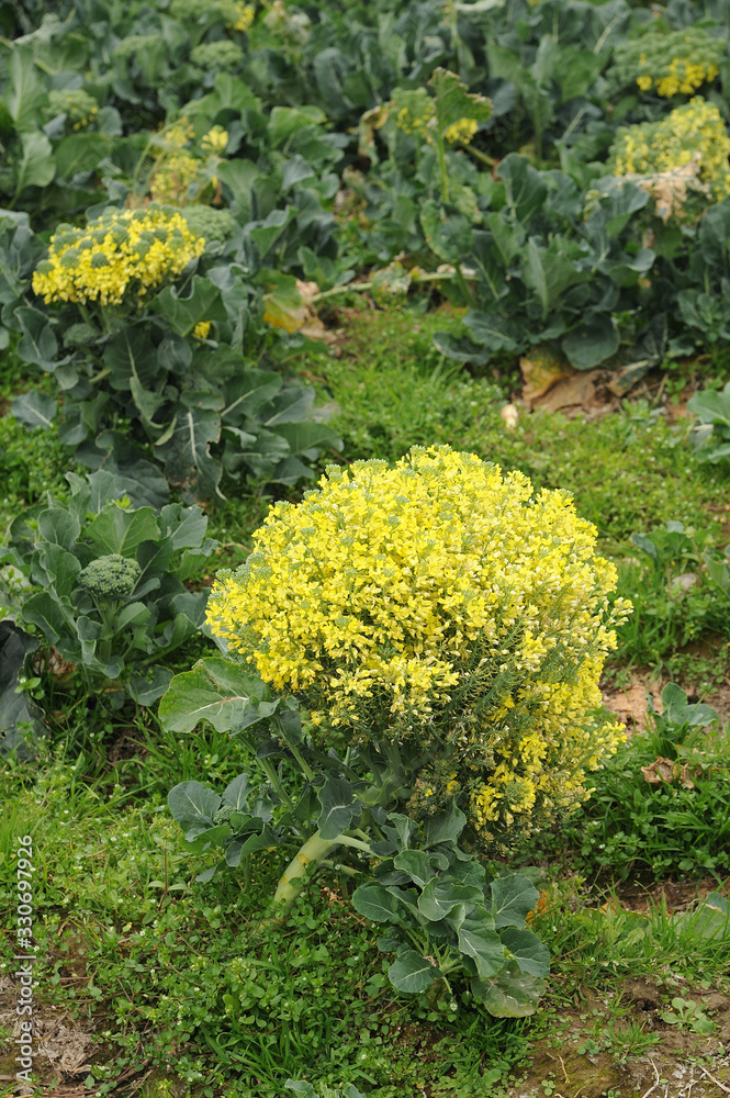 ブロッコリー の花 ブロッコリー の花