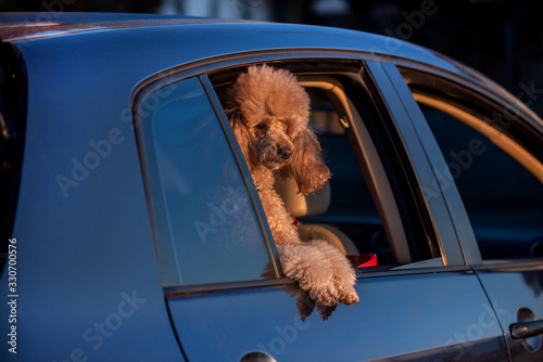 Dog looking out of car window.