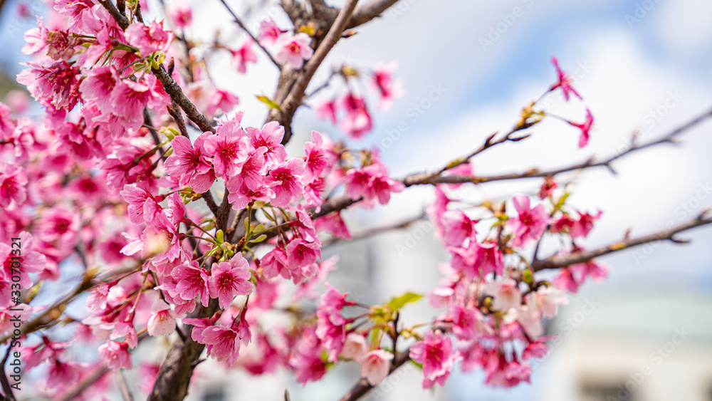 Beautiful cherry blossom flowers blooming at Lohas Park, Taipei, Taiwan Beautiful cherry blossom flowers blooming at Lohas Park, Taipei, Taiwan