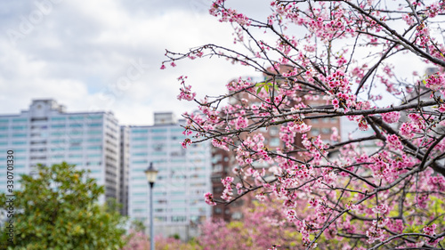 Tableau sur toile Beautiful cherry blossom flowers blooming at Lohas Park, Taipei, Taiwan