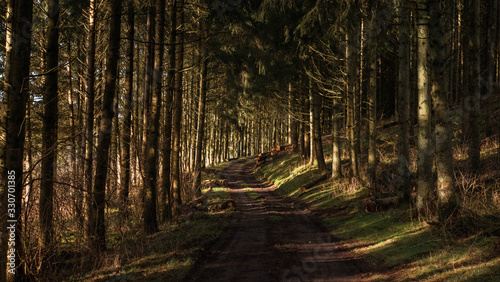 sun shining through forest trees