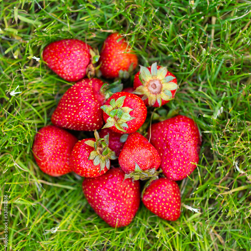 Ripe strawberries lying in green grass