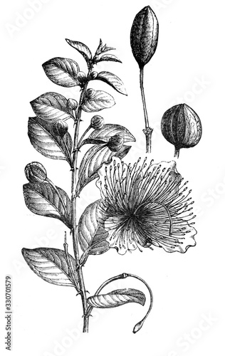 Bilde på lerret Caper plant (Capparis spinosa) bush plant / Antique illustration from Brockhaus