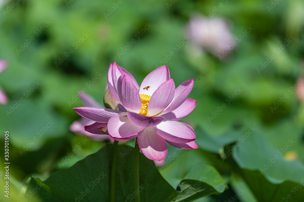 A quiet stepping stone through the water of Lotus Park A quiet stepping stone through the water of Lotus Park