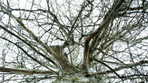 Looking up. Sky through the tree branches. View through the tree.