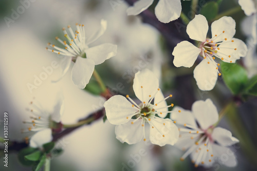 white flowers of cherry tree