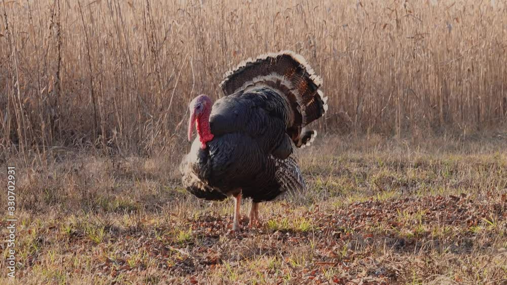 turkey walks along the reeds picks up feathers angry screaming.