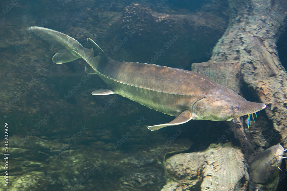 Naklejka Sturgeon fish swim at the bottom of the aquarium. Fish underwater.