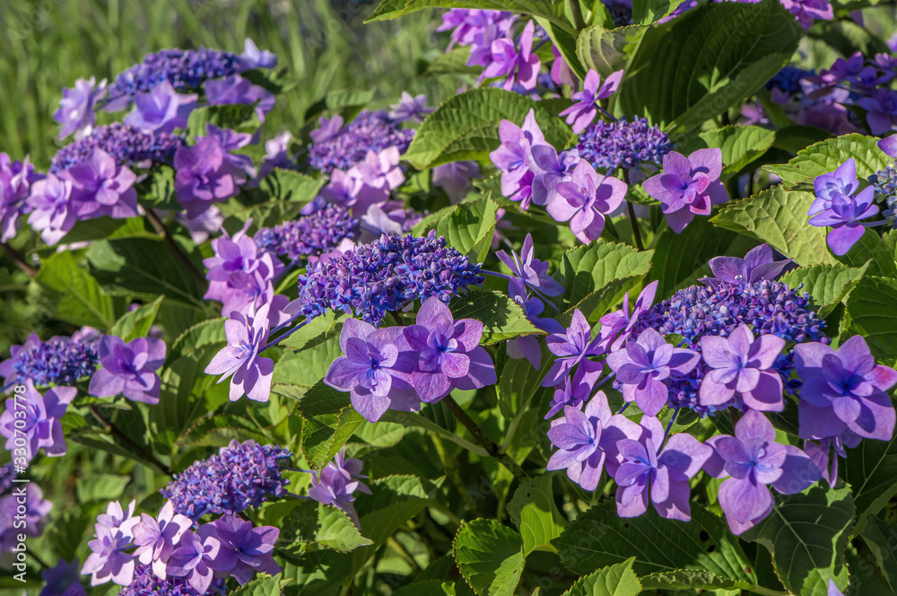 Naklejka premium Hydrangea flower (Hydrangea macrophylla) in a garden