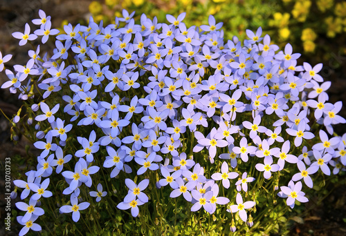 Houstonia caeruela Least Bluet, a tiny lavender ground cover wildflower blooming in spring