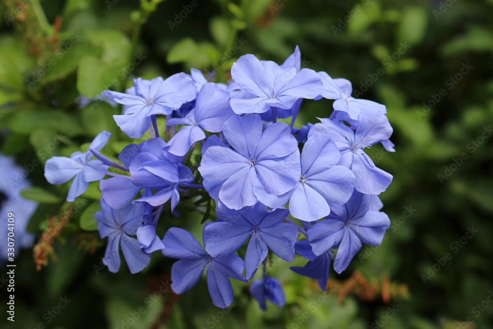Flower Plumbago auriculata on the background of green leaves Flower Plumbago auriculata on the background of green leaves