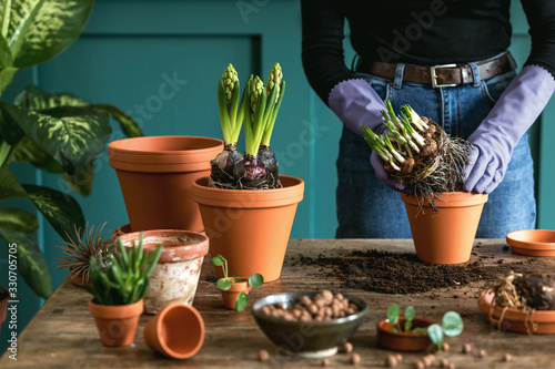 Woman gardener is transplanting beautiful plants, cacti, succulents to ceramic pots and taking care of home flowers on the retro wooden table for her concept of home garden.  photo