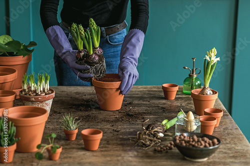 Woman gardener is transplanting beautiful plants, cacti, succulents to ceramic pots and taking care of home flowers on the retro wooden table for her concept of home garden. 
