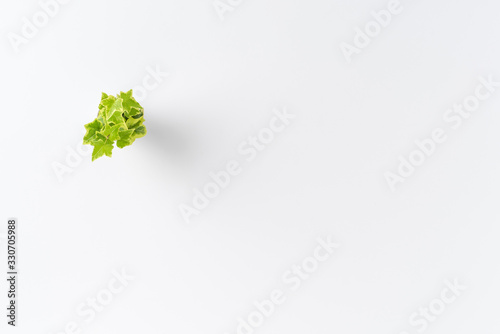 Green flower isolated on white background with copyspace. Top view