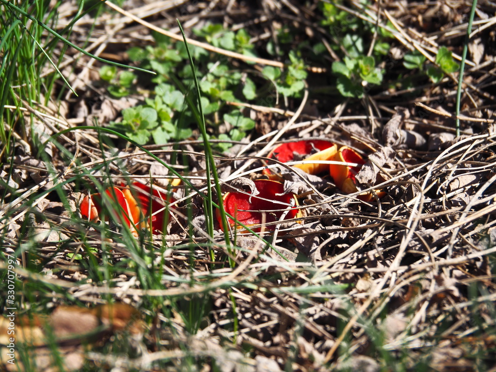 Scarlet elfcup - Sarcoscypha austriaca - spring mushroom, march in Poland Scarlet elfcup - Sarcoscypha austriaca - spring mushroom, march in Poland