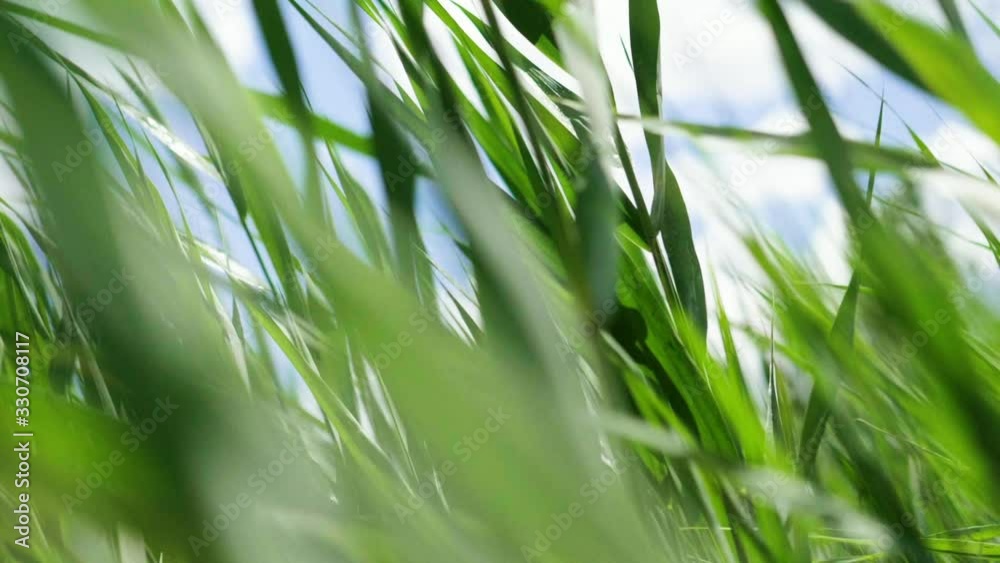 Close up of green grass swaying in the wind. Long lush grass blowing in wind. Slow motion. HD