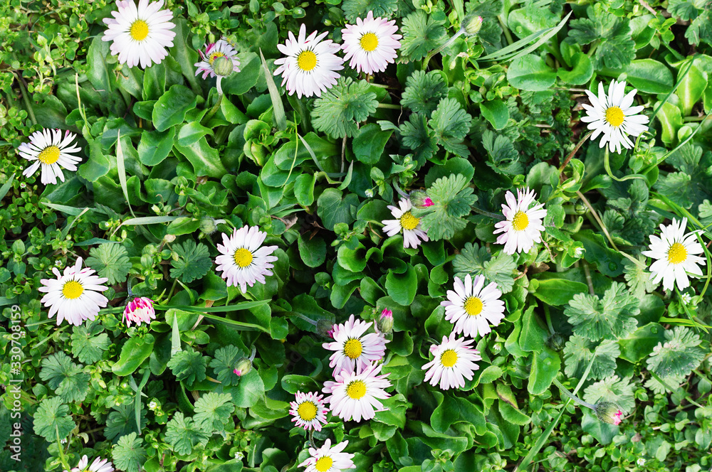 Fototapeta premium Meadow with many white chamomiles background.