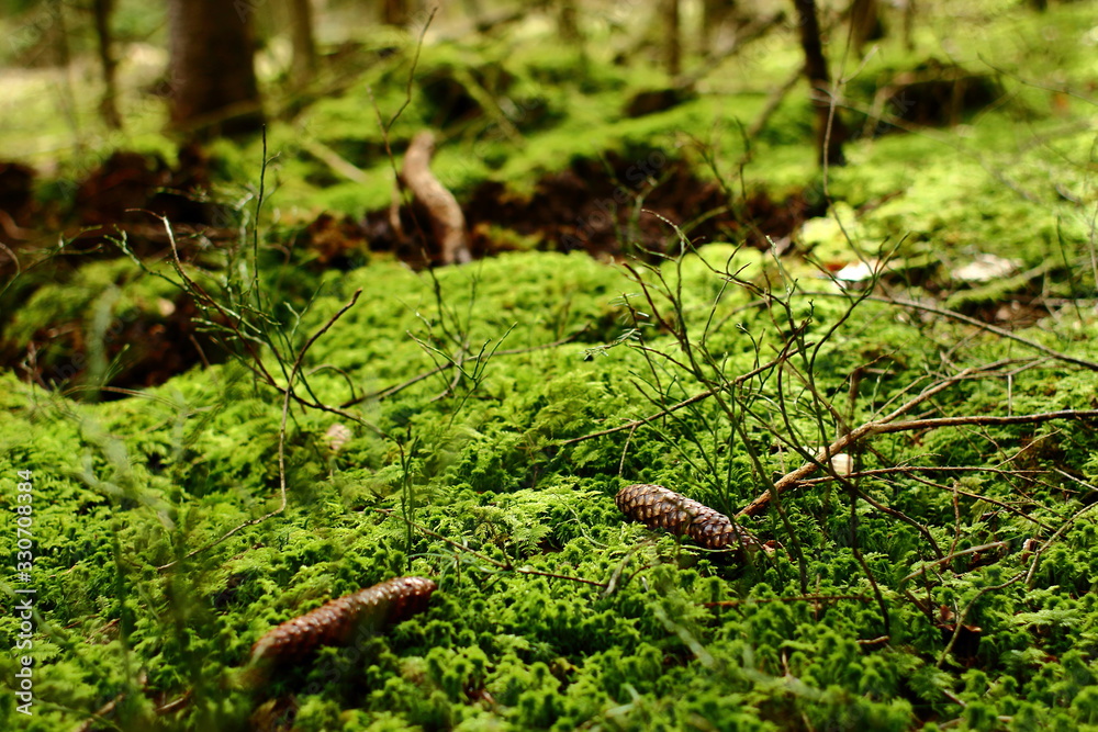 Waldboden Waldboden