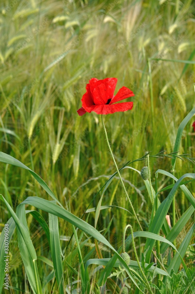 Poppy in a ield of barley in Brittany Poppy in a ield of barley in Brittany