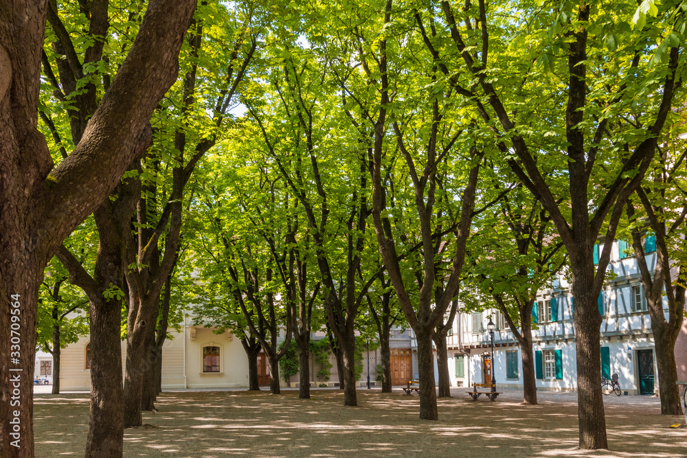 Lovely calming view of the state park Münsterplatz in the city of Basel amidst a group of beautiful trees next to the cathedral Basel Minster in Switzerland on a warm sunny day in summer. Lovely calming view of the state park Münsterplatz in the city of Basel amidst a group of beautiful trees next to the cathedral Basel Minster in Switzerland on a warm sunny day in summer.