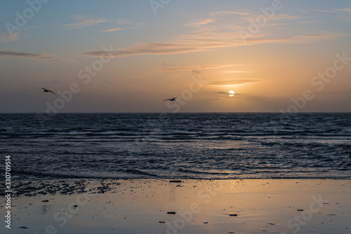 seabirds at sunset in denmark © Dirk