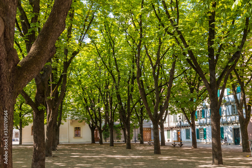 Lovely calming view of the state park Münsterplatz in the city of Basel amidst a group of beautiful trees next to the cathedral Basel Minster in Switzerland on a warm sunny day in summer.