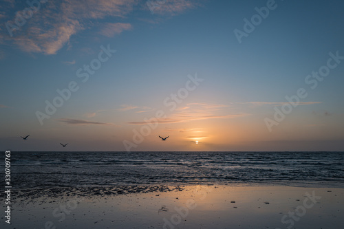 seabirds at sunset in denmark