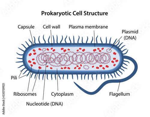 Prokaryotic cell structure with corresponding designations. Microbiology. Vector illustration in flat style isolated over white background.