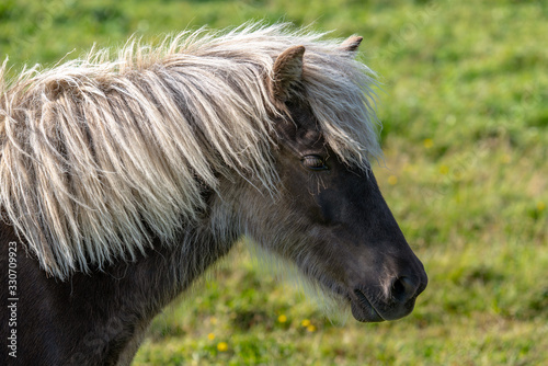 Close up portrait of a beautiful silver dapple colored Icelandic horse