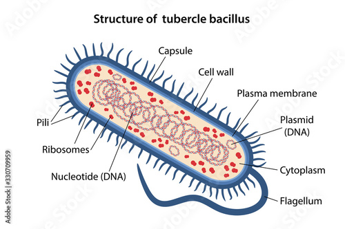 Structure of tubercle bacillus with corresponding designations. Microbiology. Vector illustration in flat style isolated over white background. photo