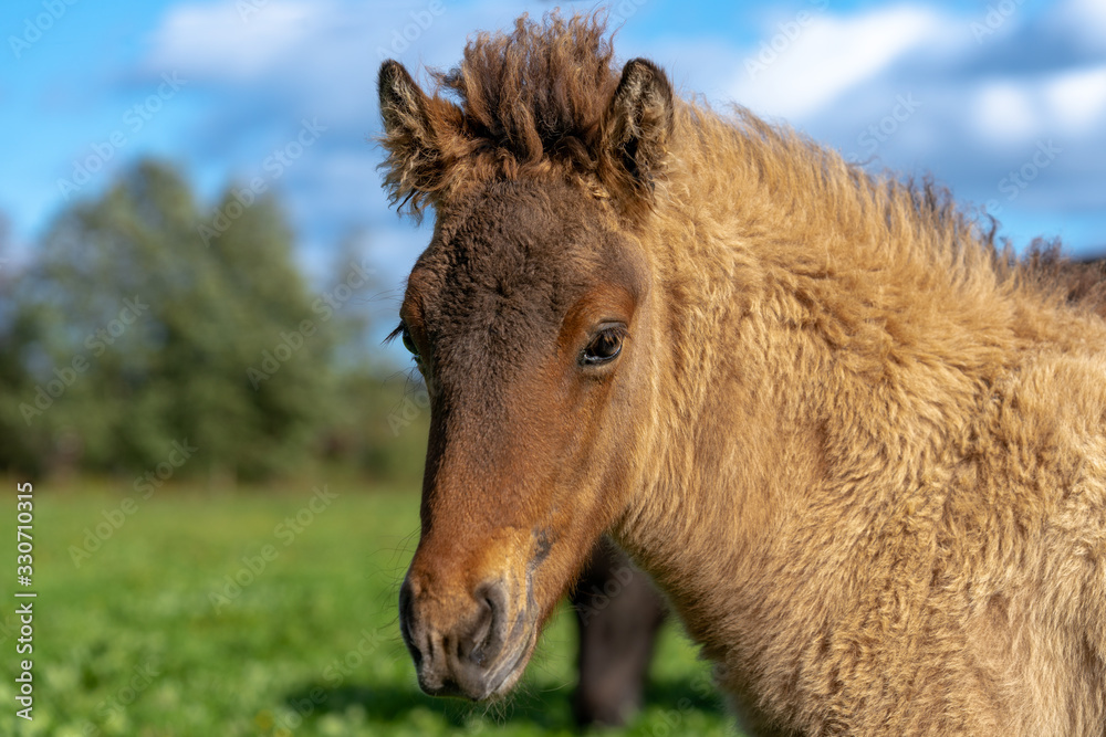 Portrait of a sweet and adorable Icelandic horse foal glowing in yellow sunlight Portrait of a sweet and adorable Icelandic horse foal glowing in yellow sunlight
