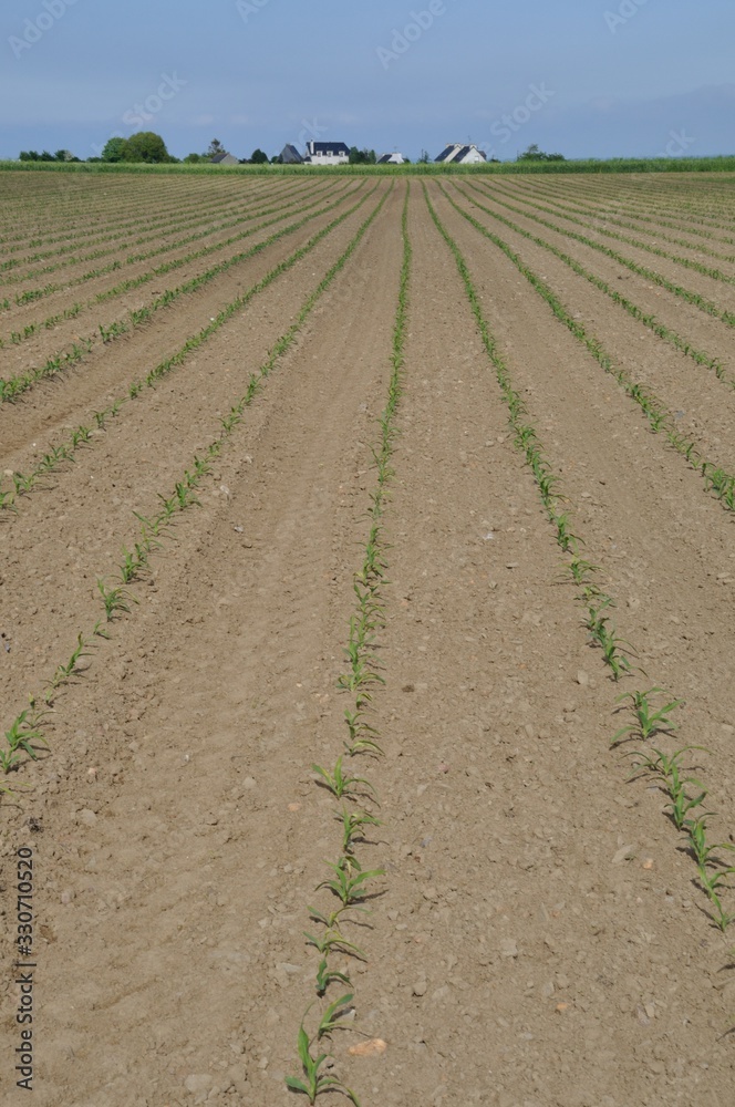 Corn  field in  Spring in Brittany