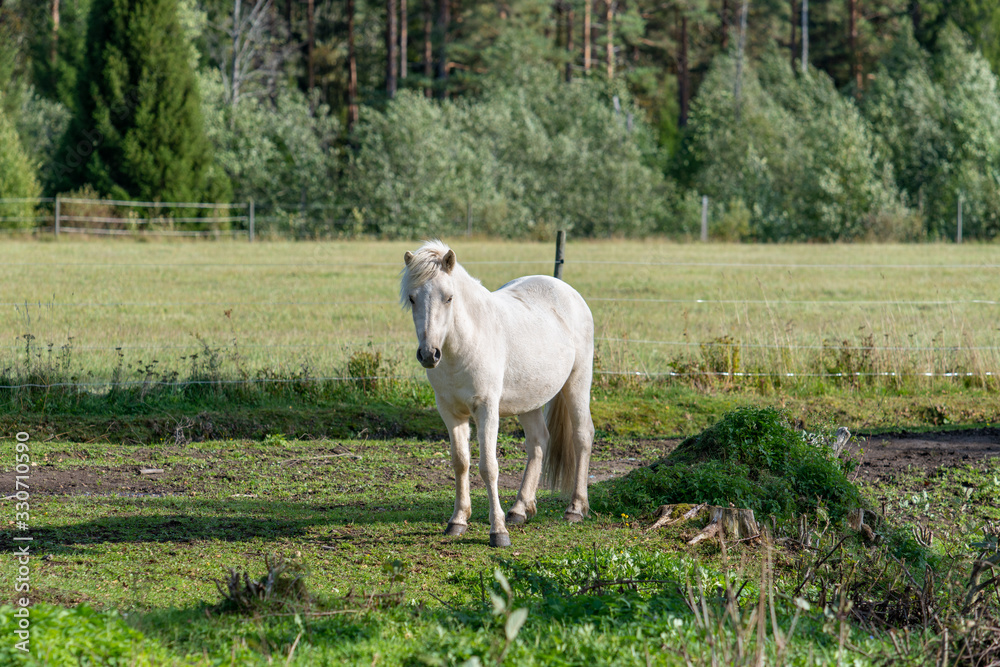 White Icelandic horse standing in a lush green pasture White Icelandic horse standing in a lush green pasture