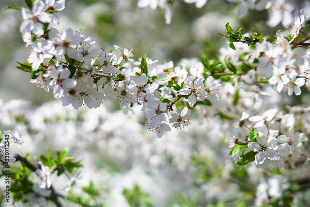Beautiful flowering tree In the spring. Flowers in April time in the sun. Stock background in nature Beautiful flowering tree In the spring. Flowers in April time in the sun. Stock background in nature