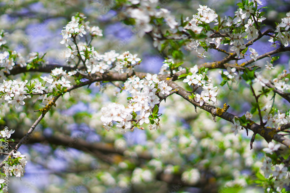 Beautiful flowering tree In the spring. Flowers in April time in the sun. Stock background in nature Beautiful flowering tree In the spring. Flowers in April time in the sun. Stock background in nature