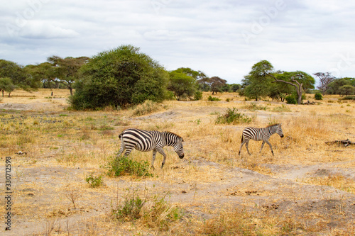 Two zebras on the yellow savanna of Tarangire National Park  in Tanzania  with acacias at the background