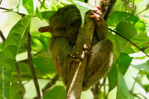 Funny tarsier head-on with sleepy eyes, small primate, on branch in nature, Bohol, Philippines photo