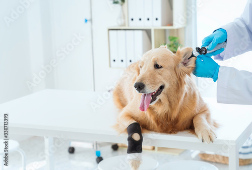 Veterinary concept. The vet is checking the health of the Golden Retriever dog. Examine the dog's ears with medical equipment. photo