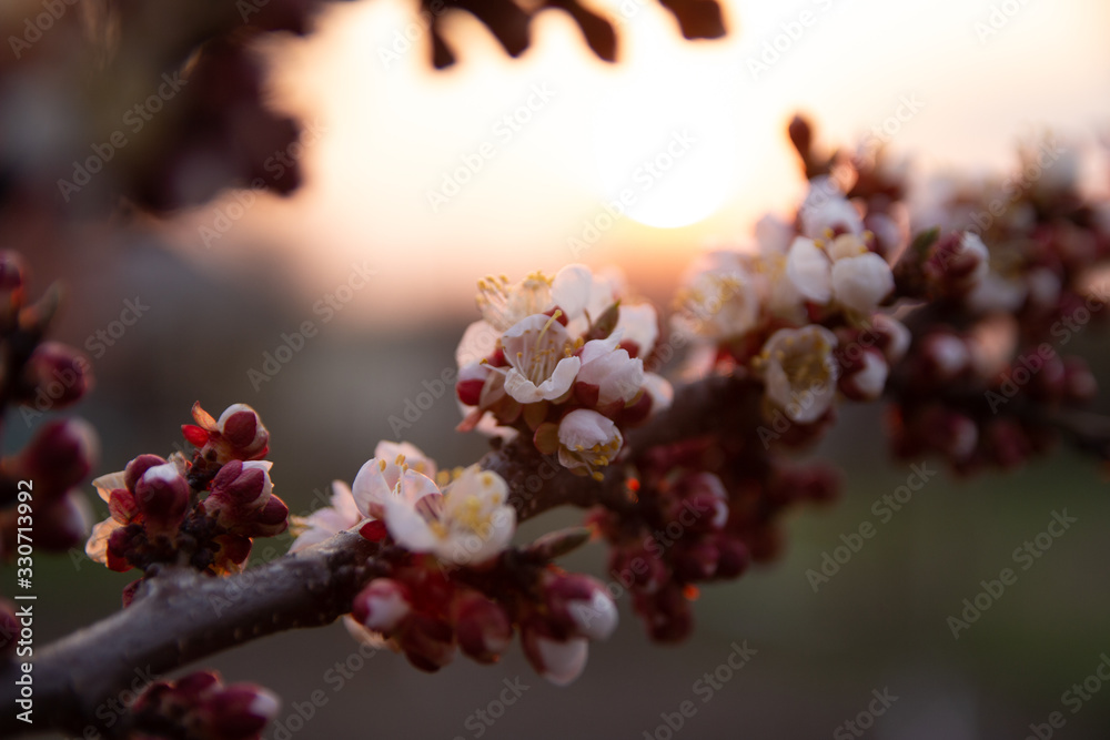 cherry branch with white flowers blooming in early spring in the garden. cherry branch with flowers, early spring. at sunset of the day, the setting sun shines on a branch