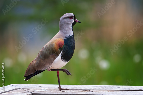 The tero (Vanellus chilensis), also called leque, lapwing, caraway, pellar, queltehue and triel, among many other common names, is a bird of the genus Vanellus photo