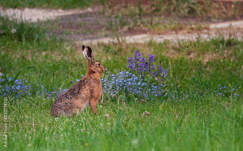 Hare sitting in a field of blue flowers just minutes before sunset, in the municipality of Rio Ibañez, Chile © jarcosa