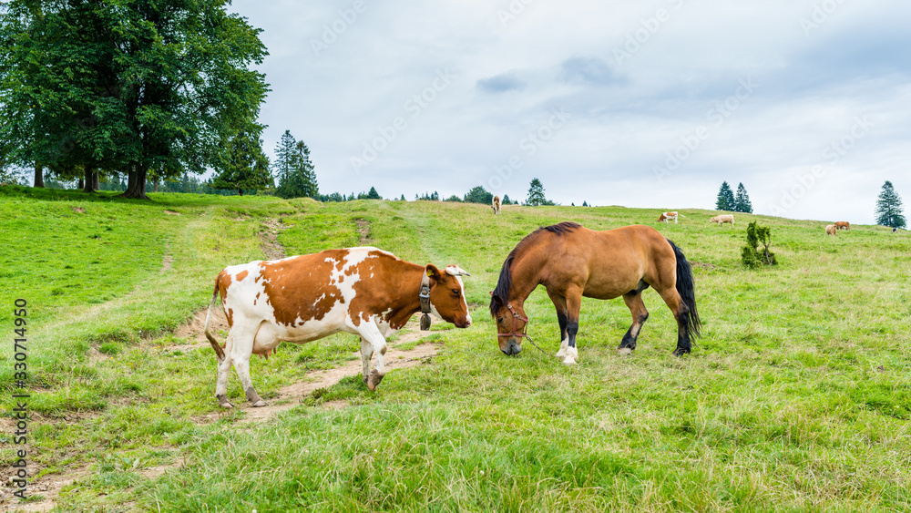 cows and horse on a mountain meadow, Pieniny, Poland
